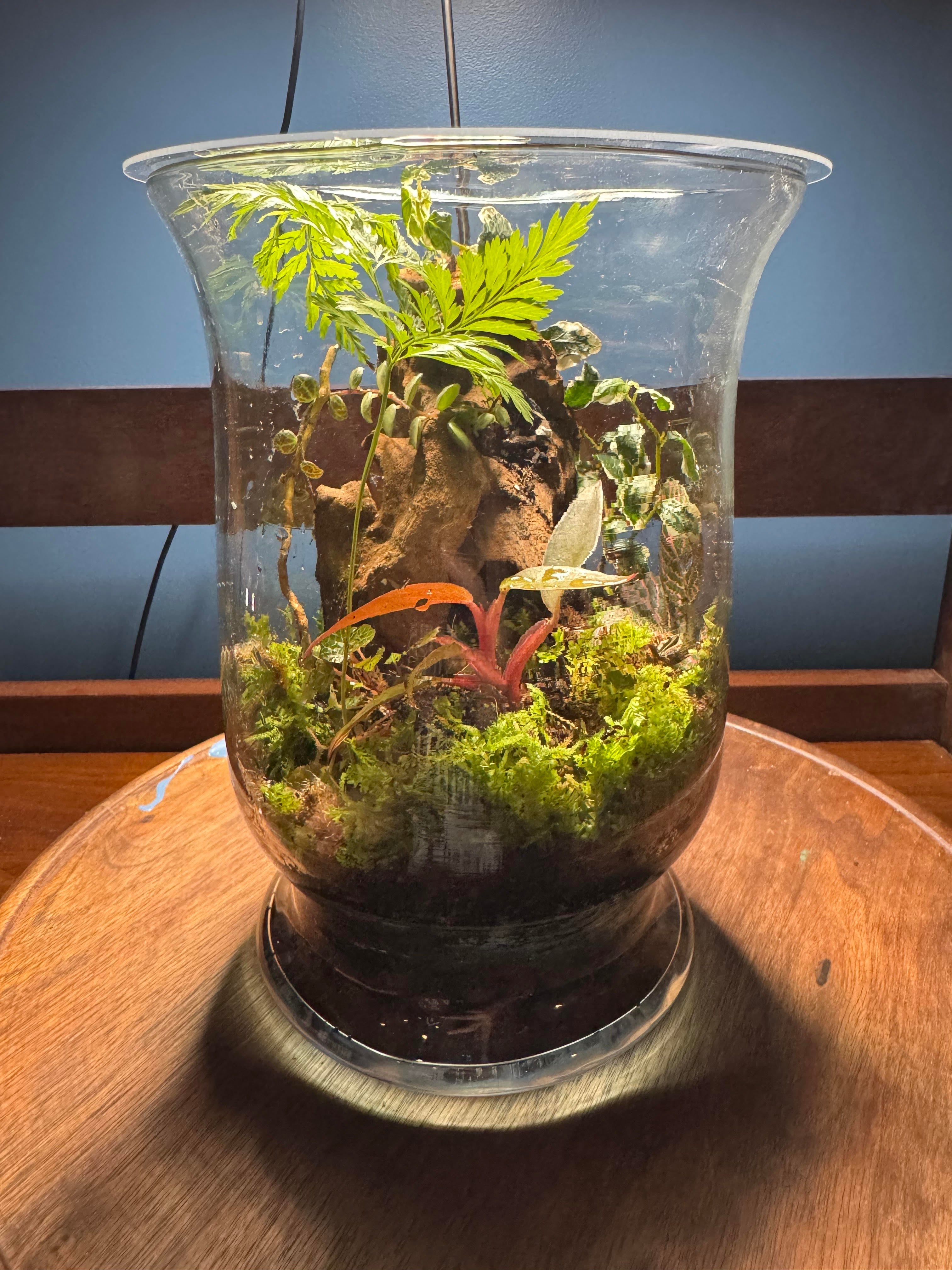 Terrariums