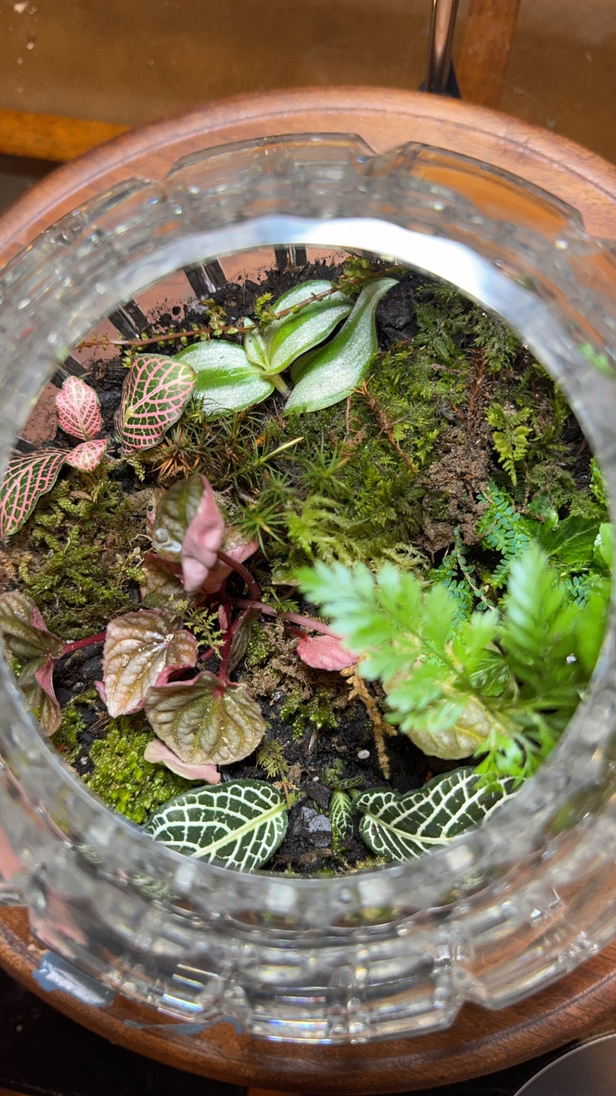 Crystal Bowl Terrarium