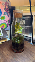 Medium Terrarium