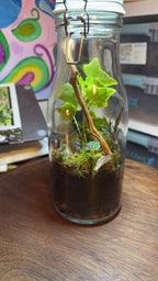 Medium Terrarium