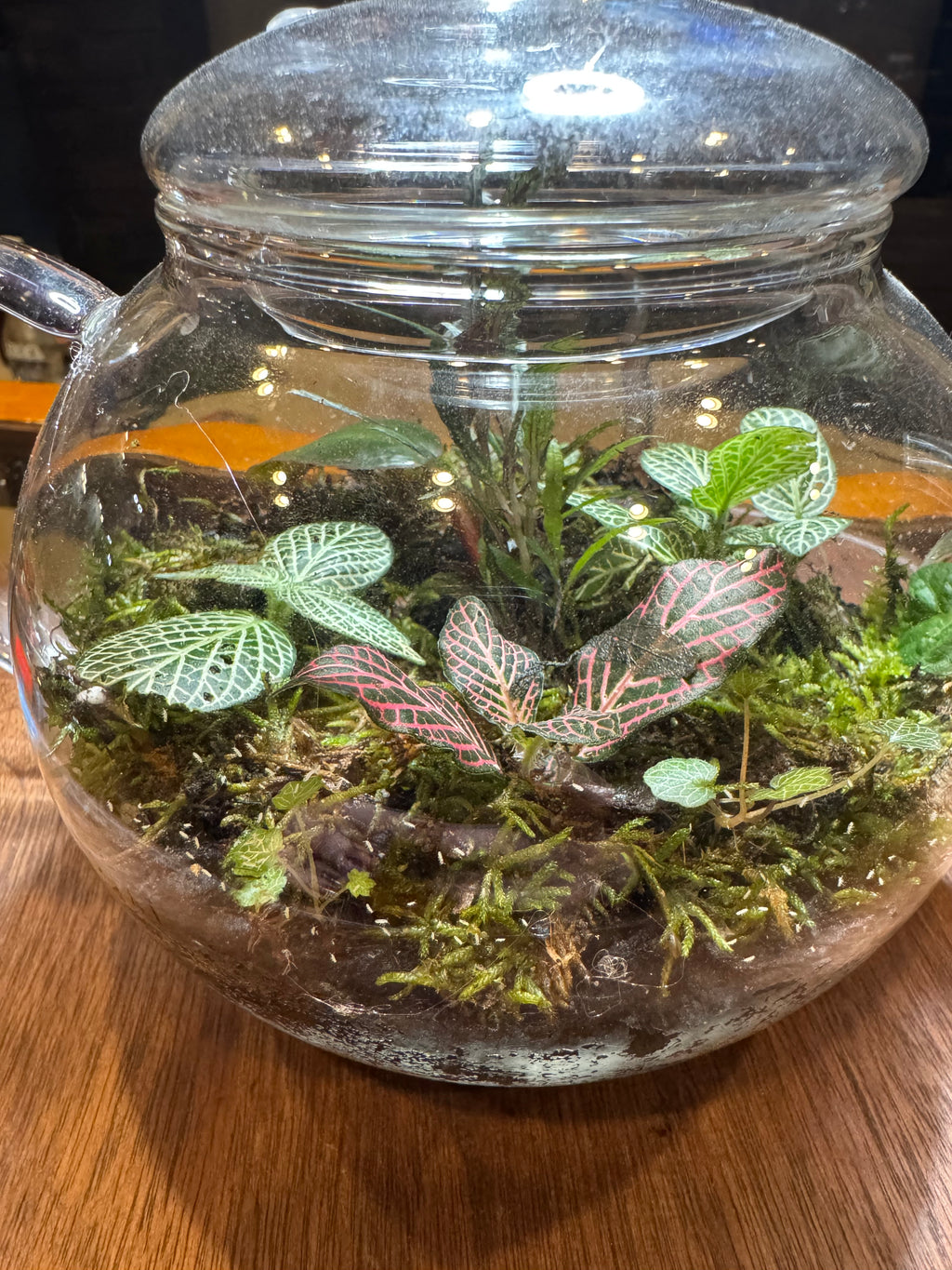 Tea Pot Terrarium