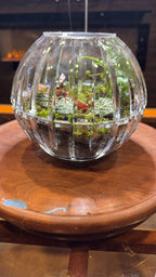 Crystal Bowl Terrarium