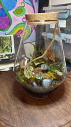 Medium Terrarium