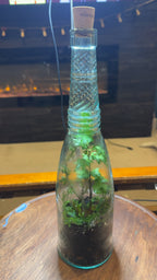 Glass Bottle Terrarium