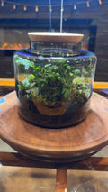 Large Terrarium