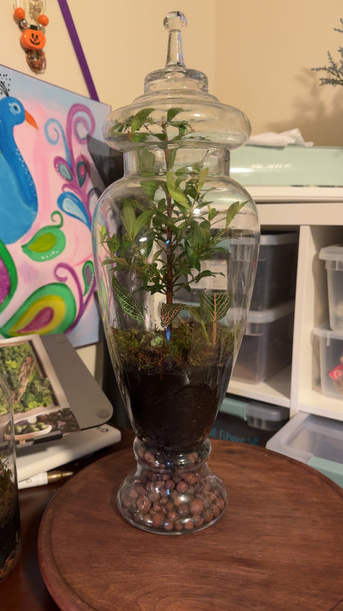 Bonsai Terrarium
