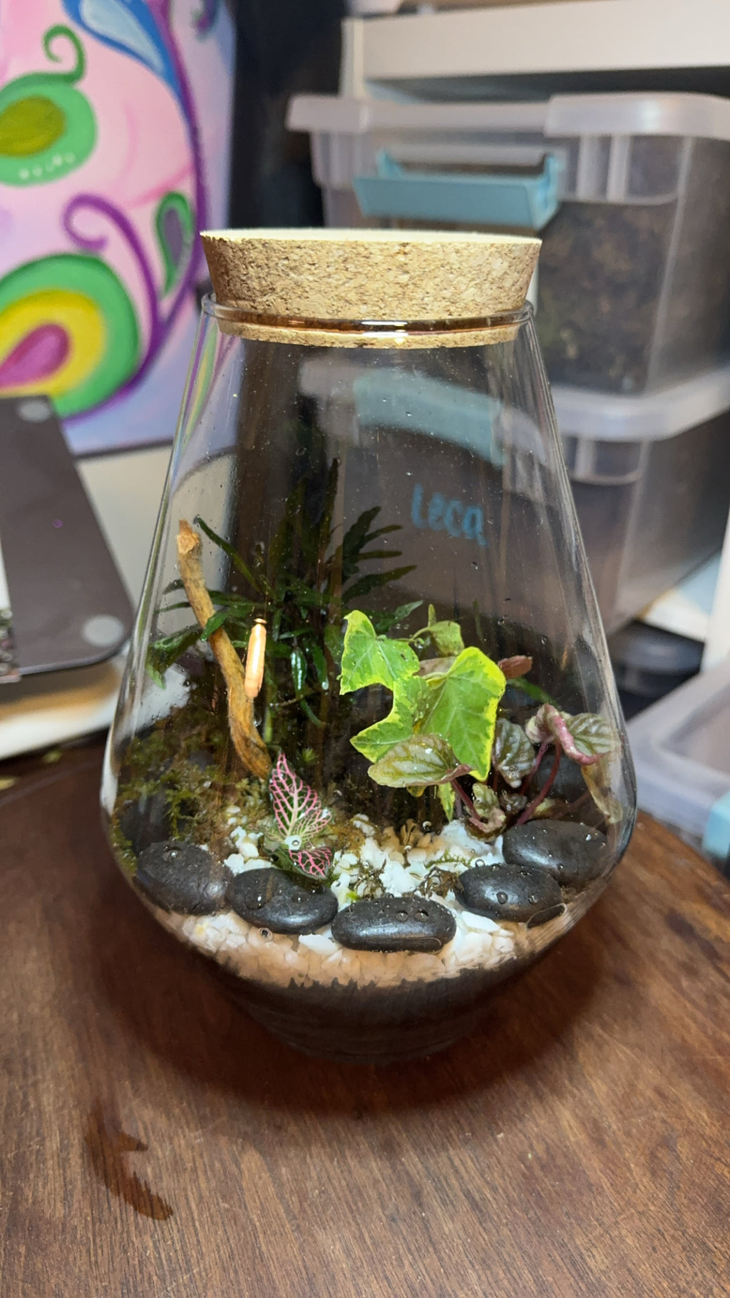 Medium Terrarium