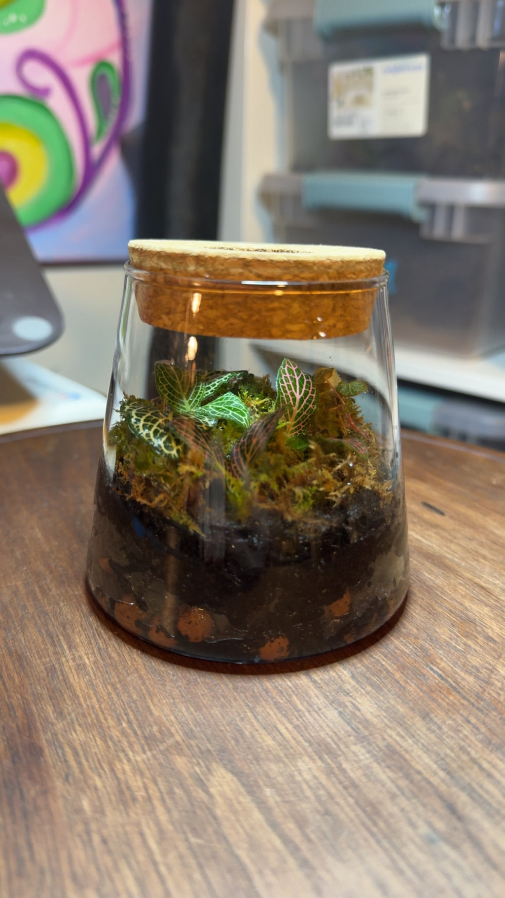 Small terrarium