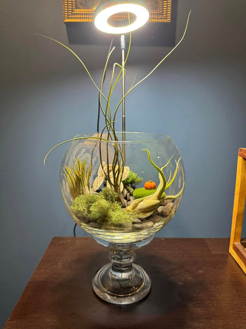 Air Plant Bowl
