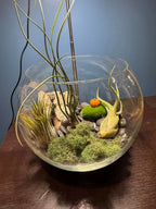 Air Plant Bowl