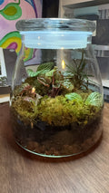 Medium Terrarium