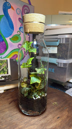 Medium Terrarium