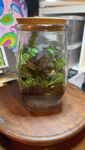 Large Terrarium