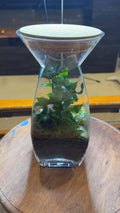 Vase Terrarium