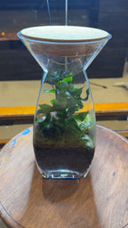 Vase Terrarium