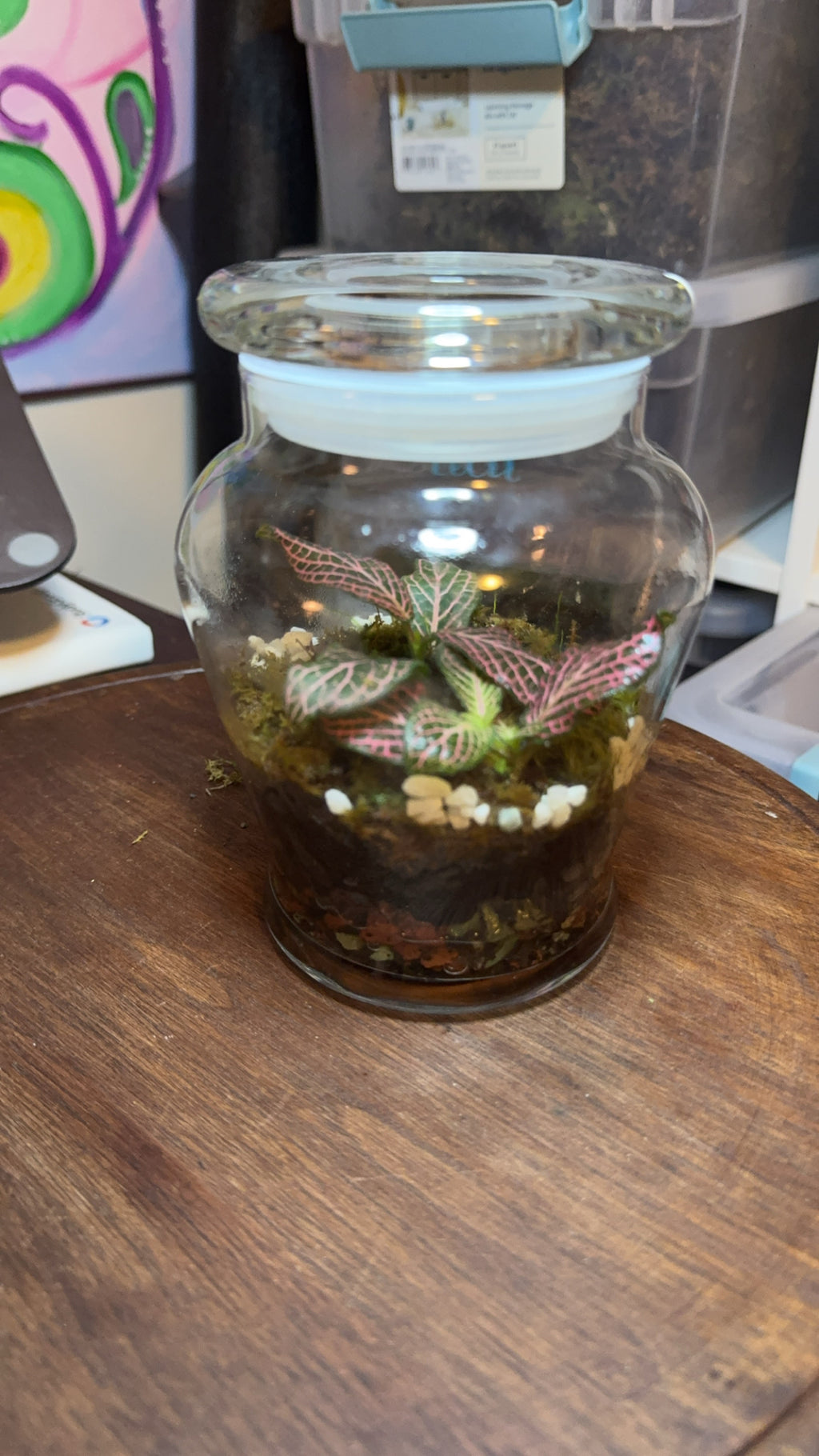 Small Terrarium