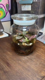 Small Terrarium