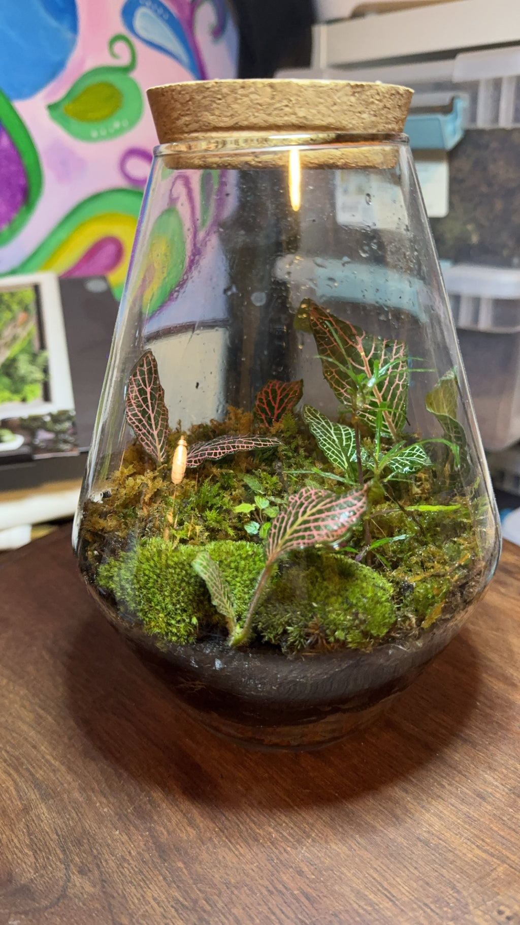 Medium Terrarium