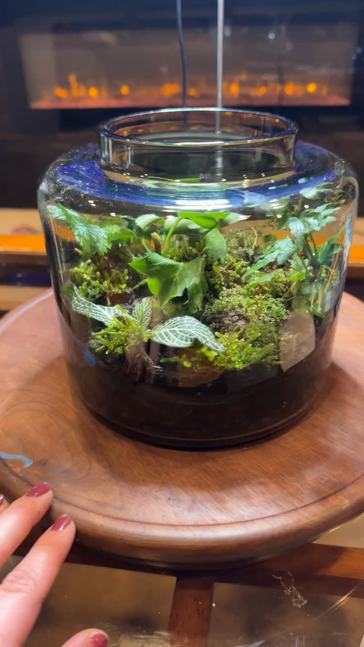 Large Terrarium