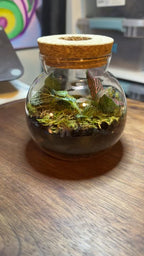 Small terrarium