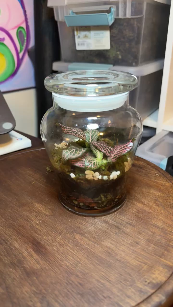 Small Terrarium