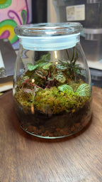 Medium Terrarium