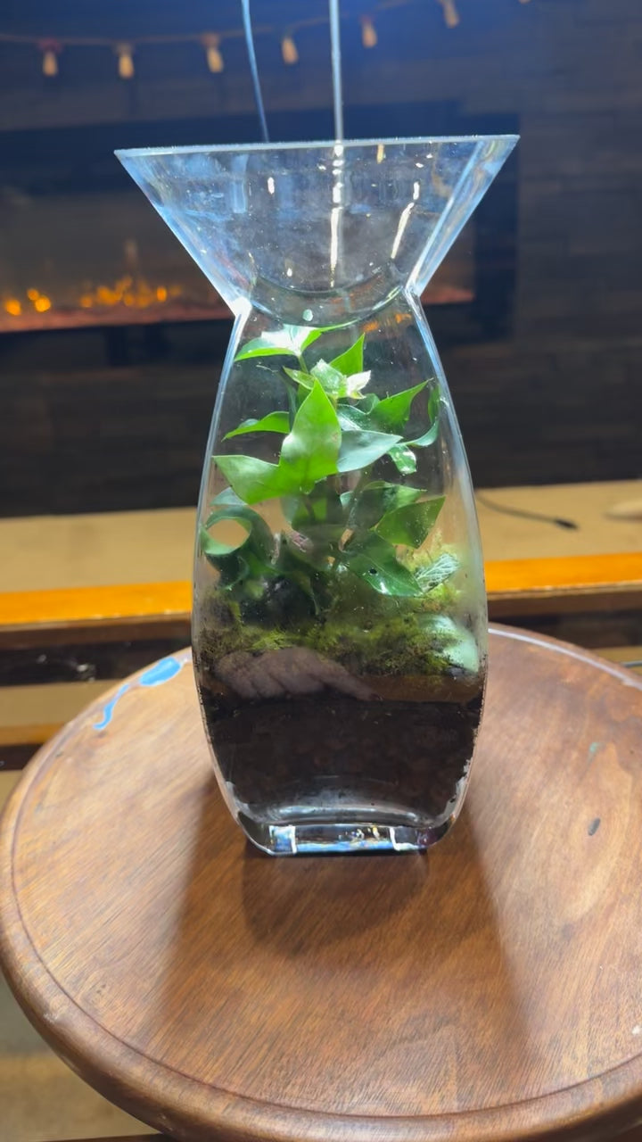 Large Terrarium