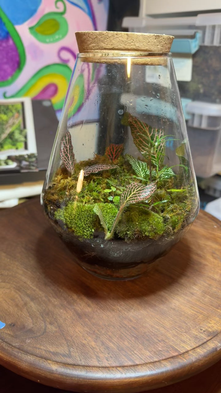 Medium Terrarium