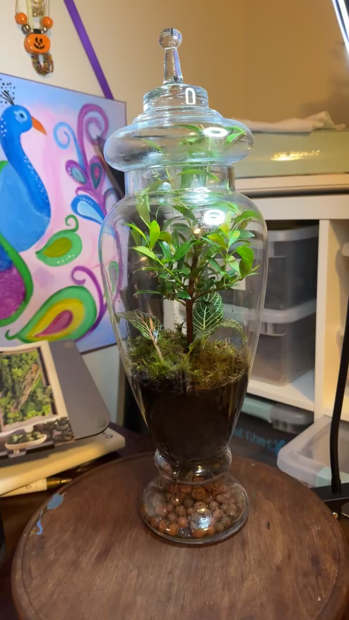 Bonsai Terrarium