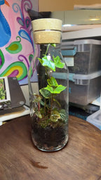Medium Terrarium