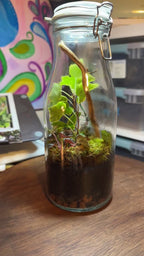 Medium Terrarium