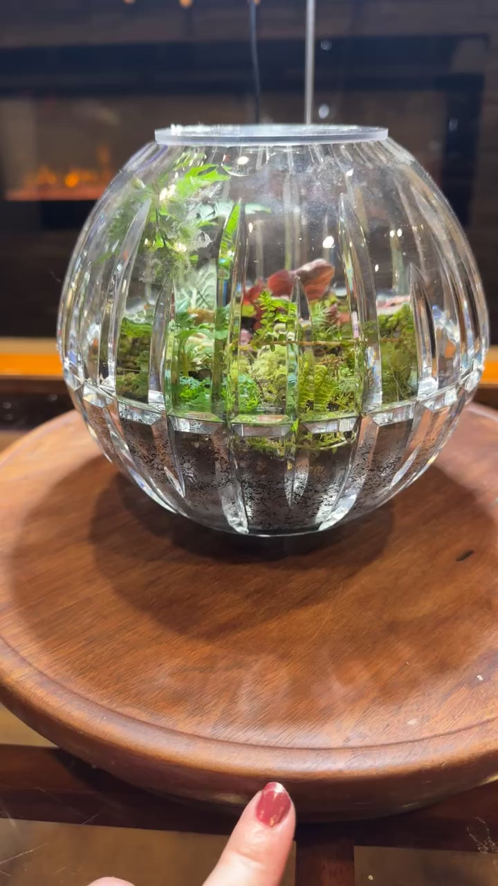 Crystal Bowl Terrarium
