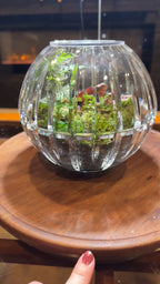 Crystal Bowl Terrarium