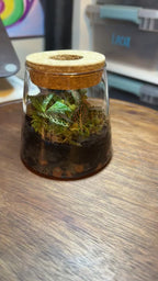 Small terrarium