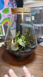 Medium Terrarium