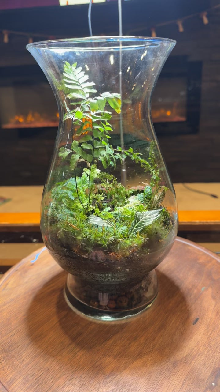 Large Terrarium