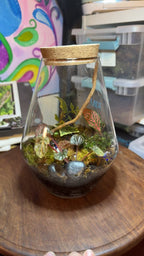 Medium Terrarium