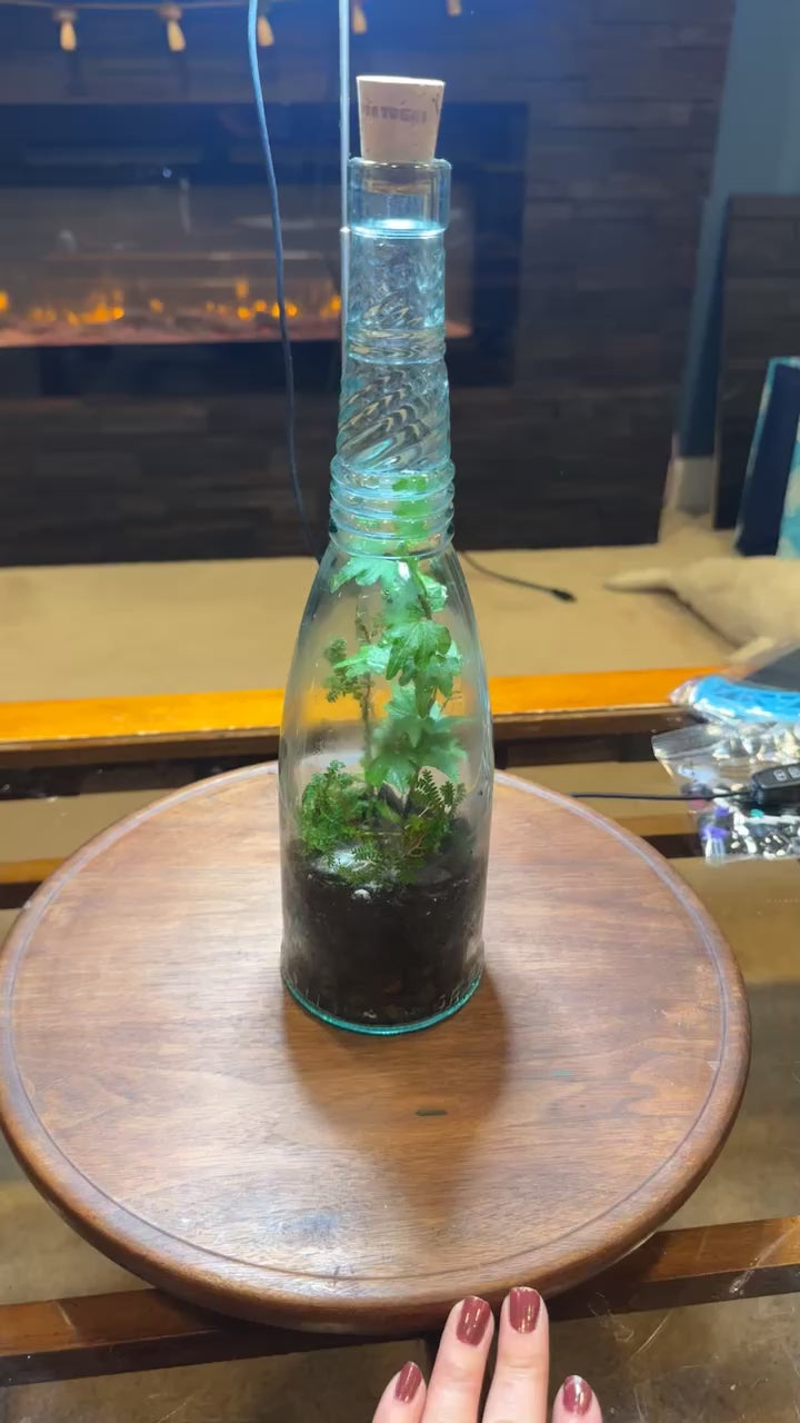 Glass Bottle Terrarium