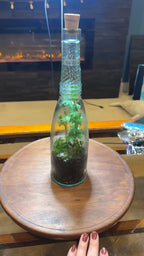 Glass Bottle Terrarium